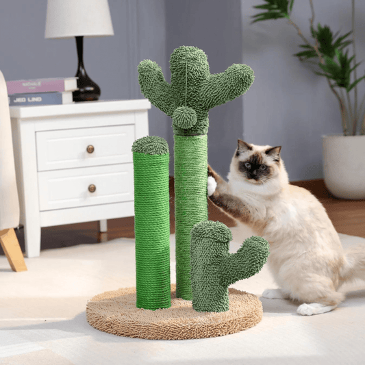 The Scratching Cactus