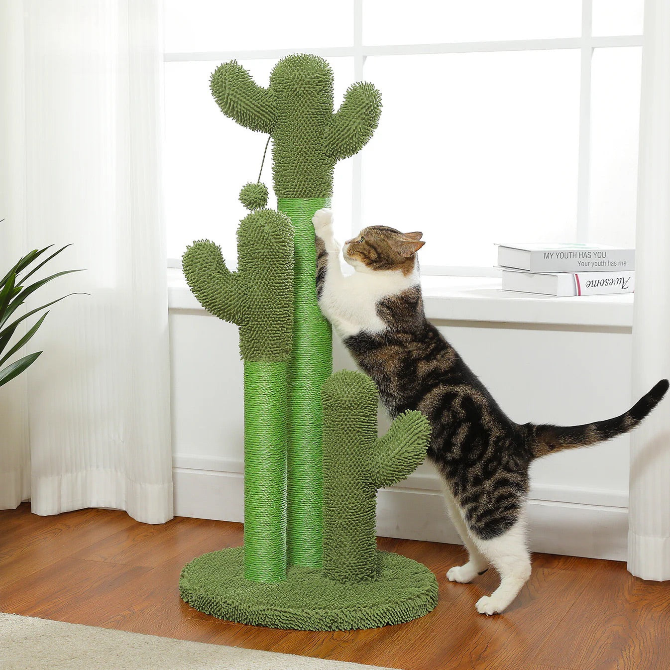 The Scratching Cactus